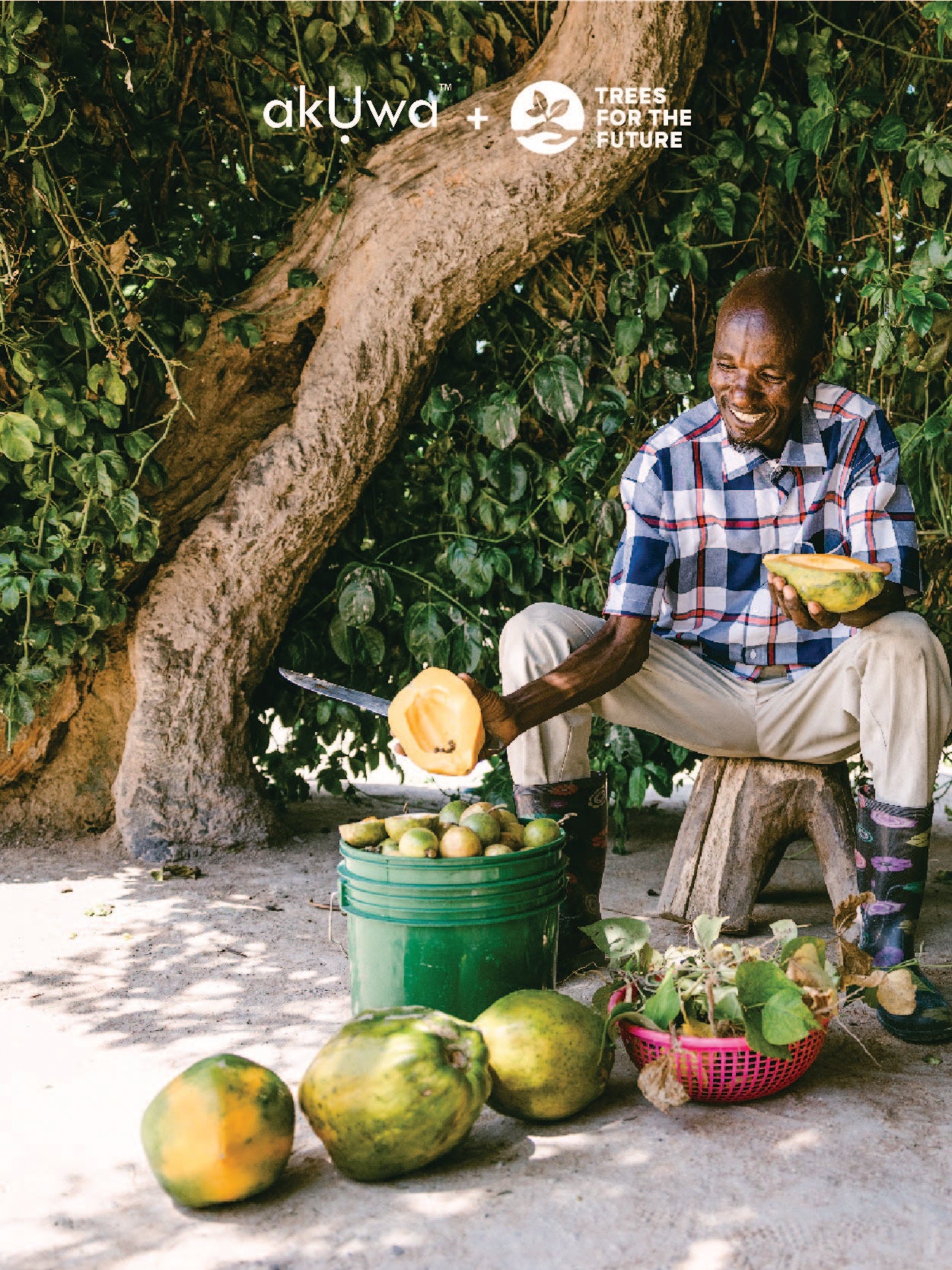 Old man cutting papaya fruit