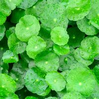 Gotu Kola