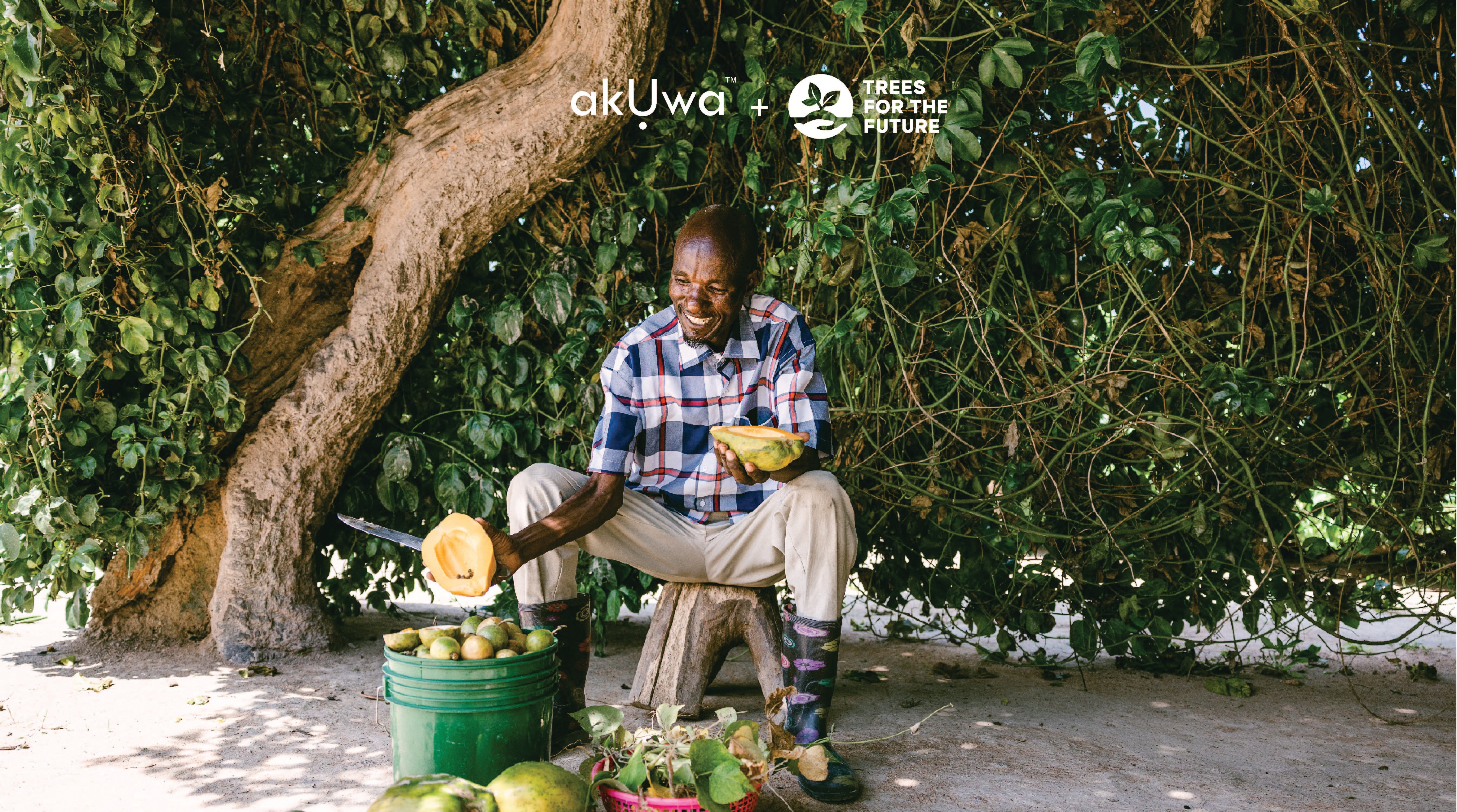 Old man cutting papaya fruit