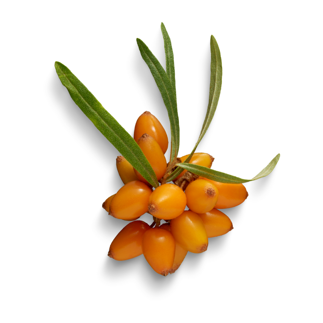 Sea Buckthorn Berry