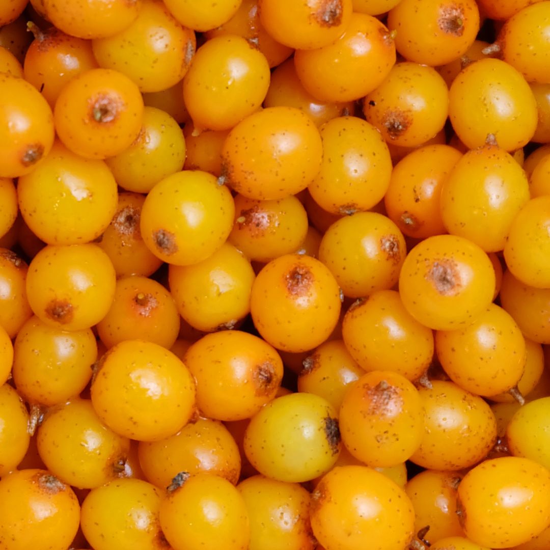 sea buckthorn berry